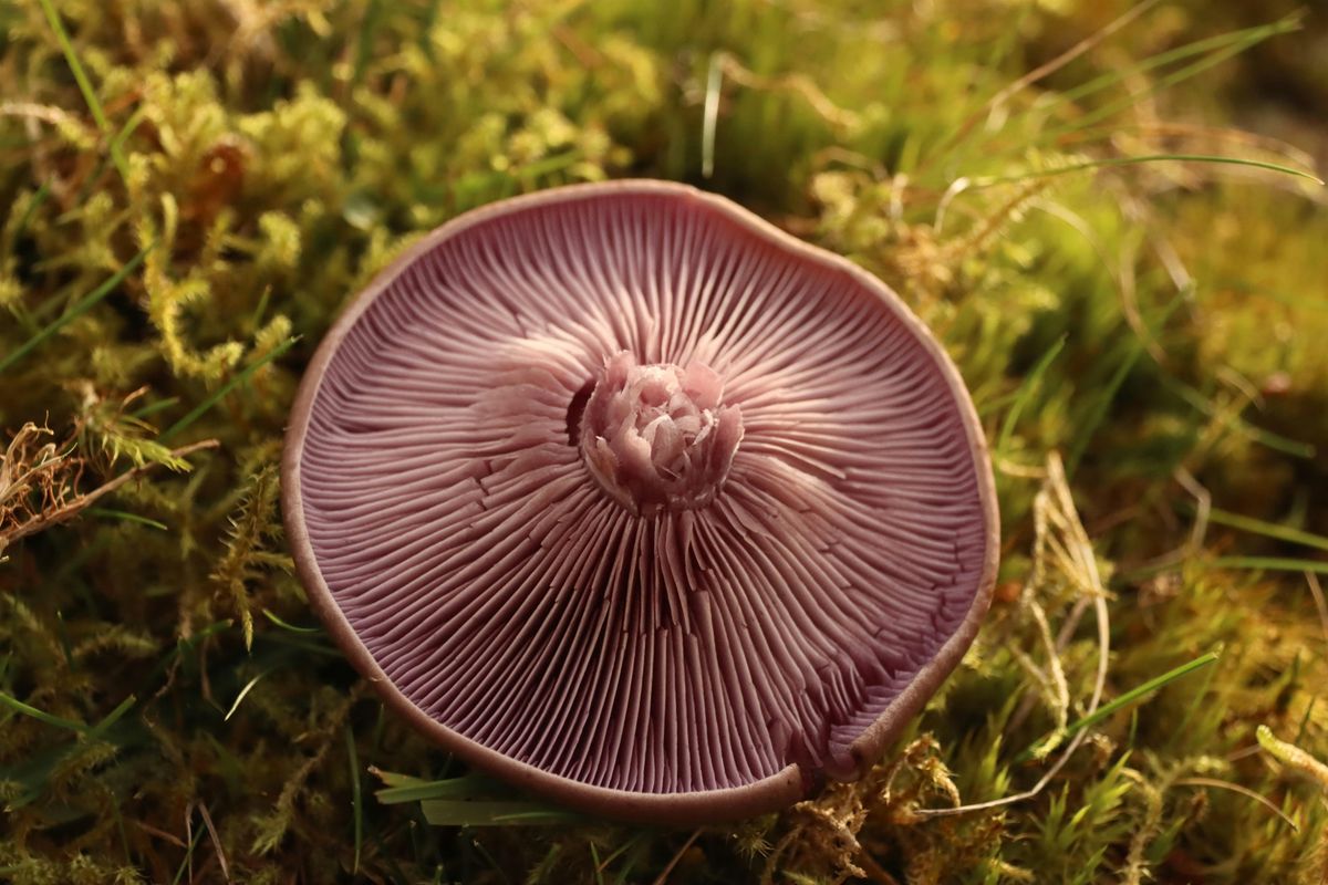 Mushrooms at Rivington! and wild gin :D