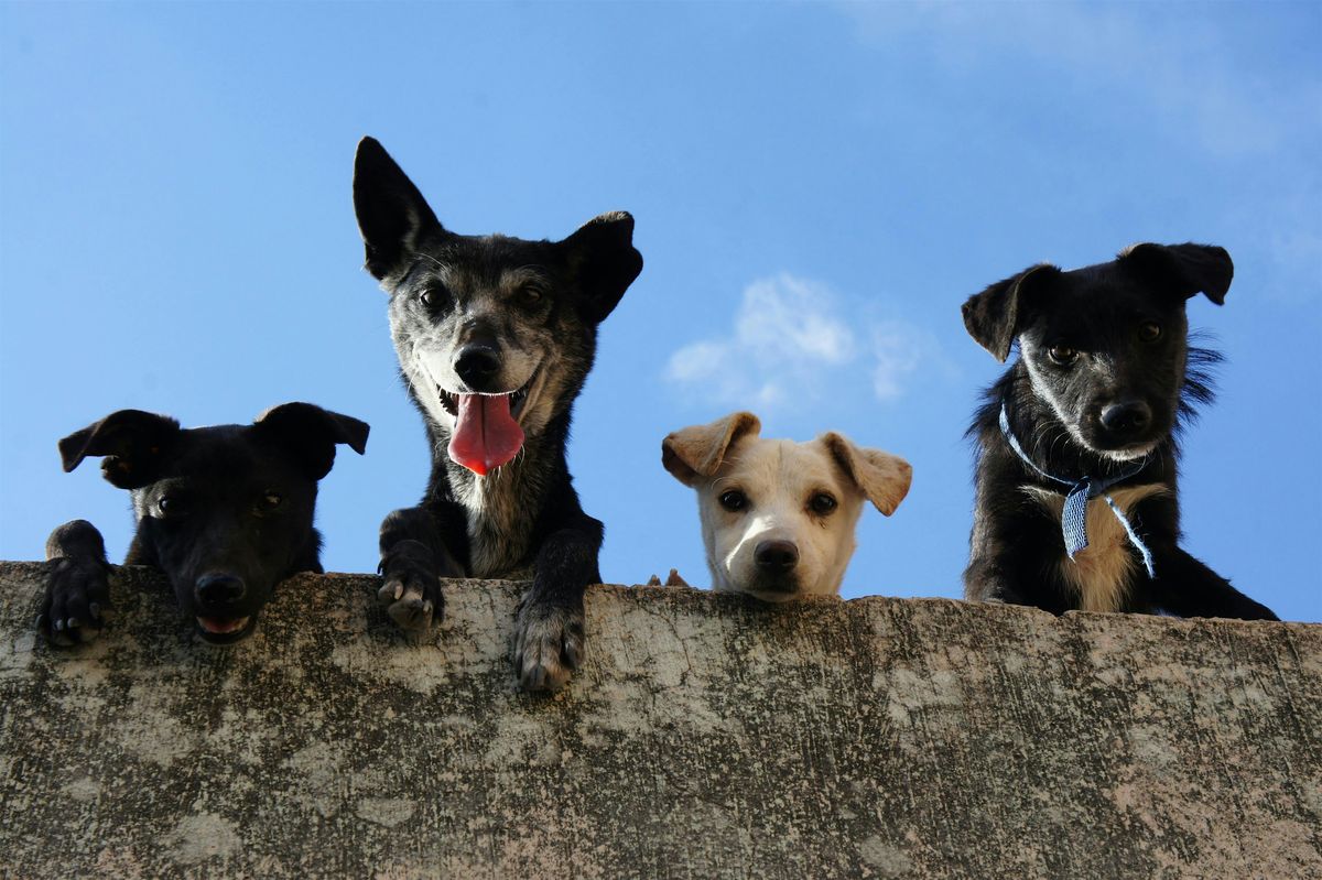 Pup Meet-Up and Dog Treat Class