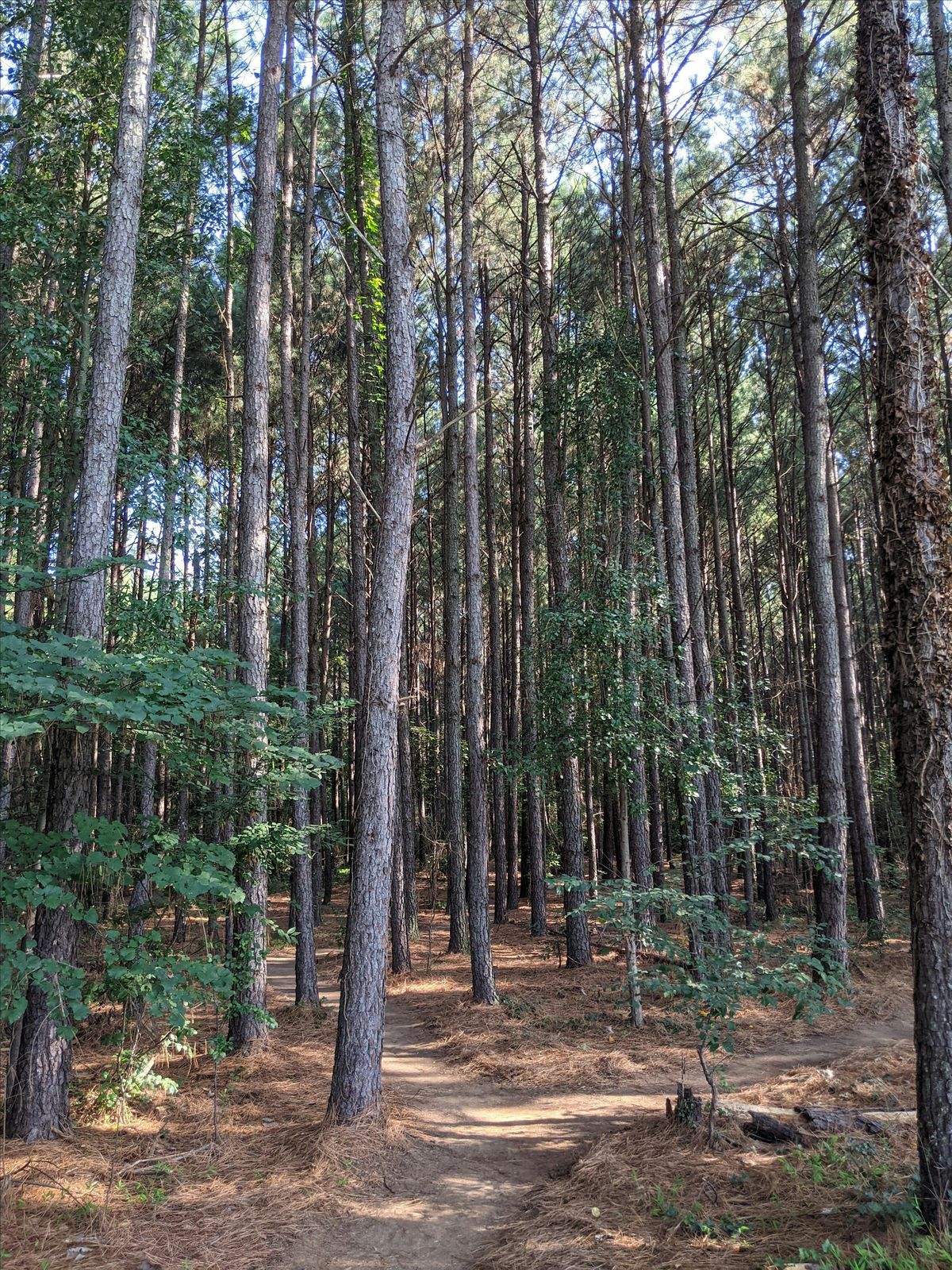 The Forest and Human Health: Talk and Walk (Forest Bathing)