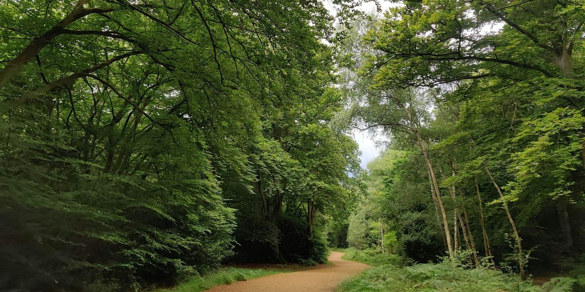 A Forest Walk After DarkEpping Forest Guided Walk, Outside Chingford