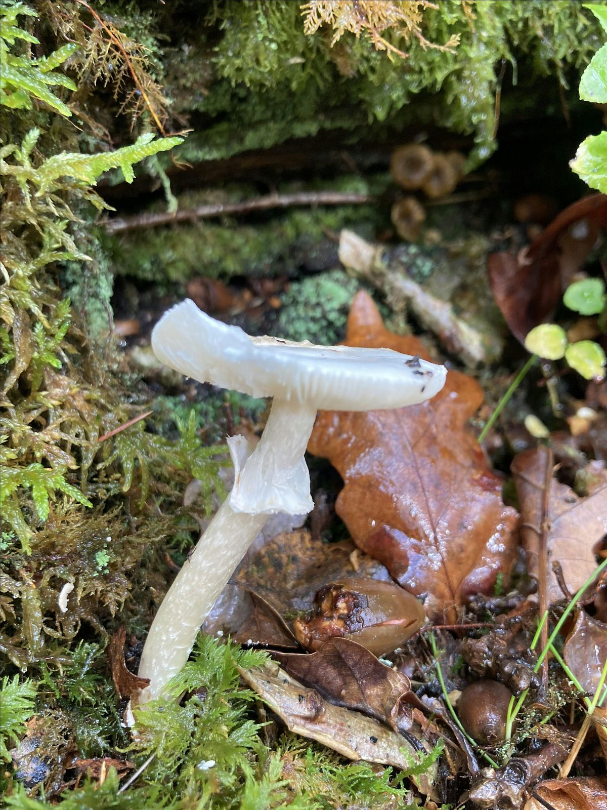 TASTER Foraging Workshop in Richmond (Yorkshire)