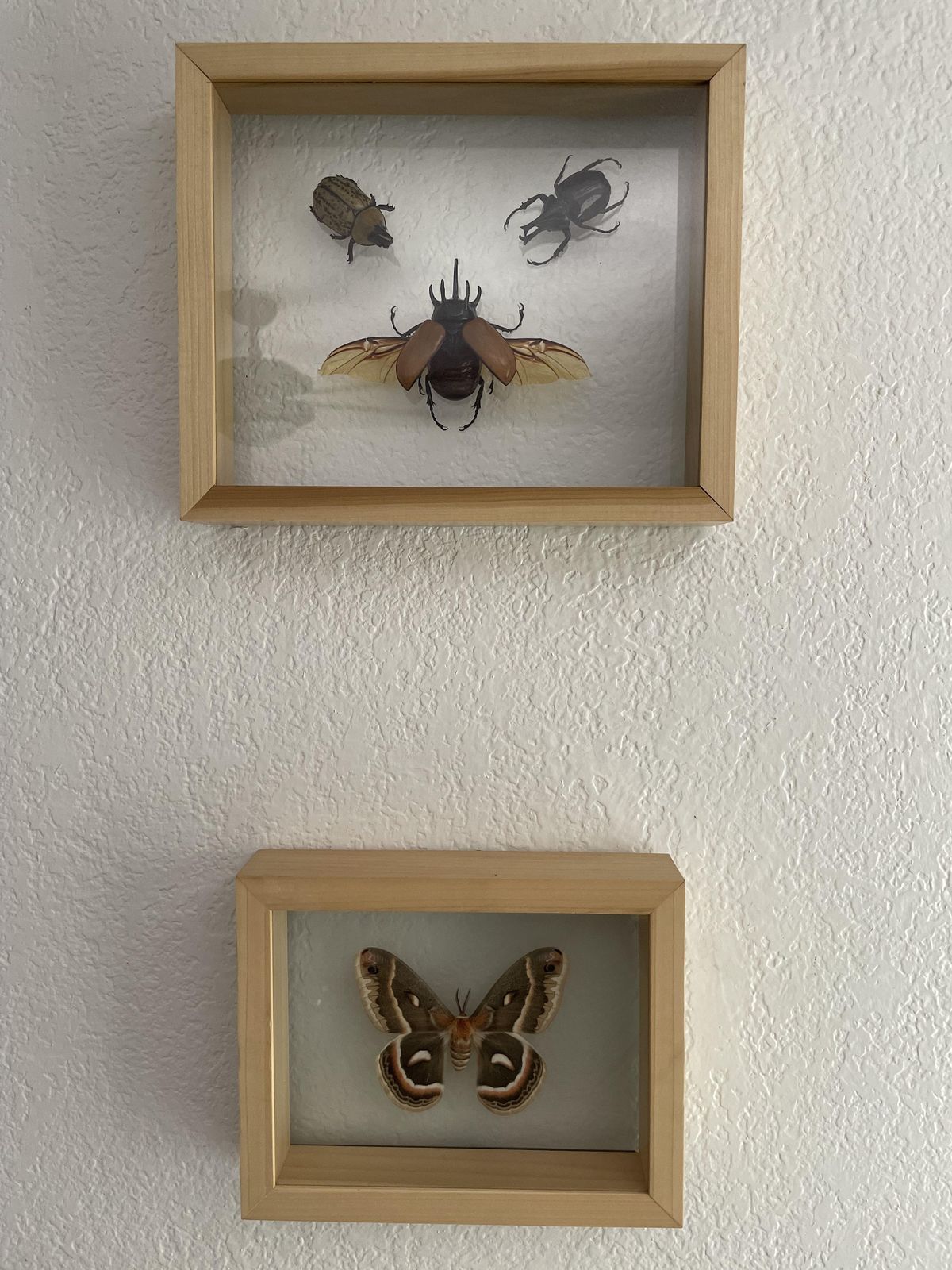 Intro to Insect Taxidermy Learn how to pin and prepare insects!, Let