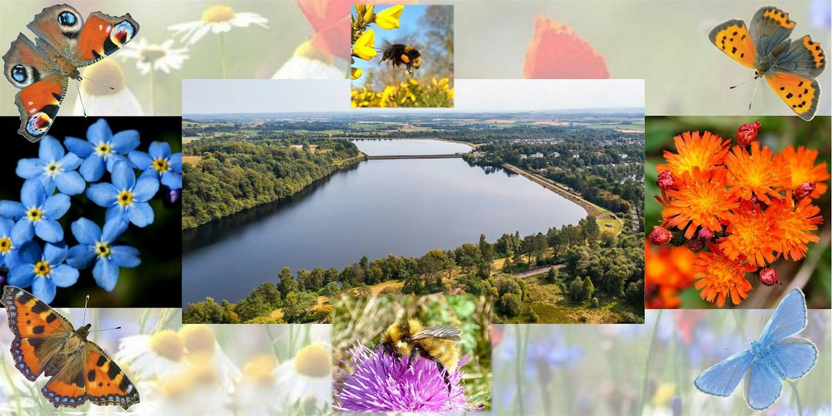 Citizen Science: Milngavie Reservoirs Pollinator Patrol