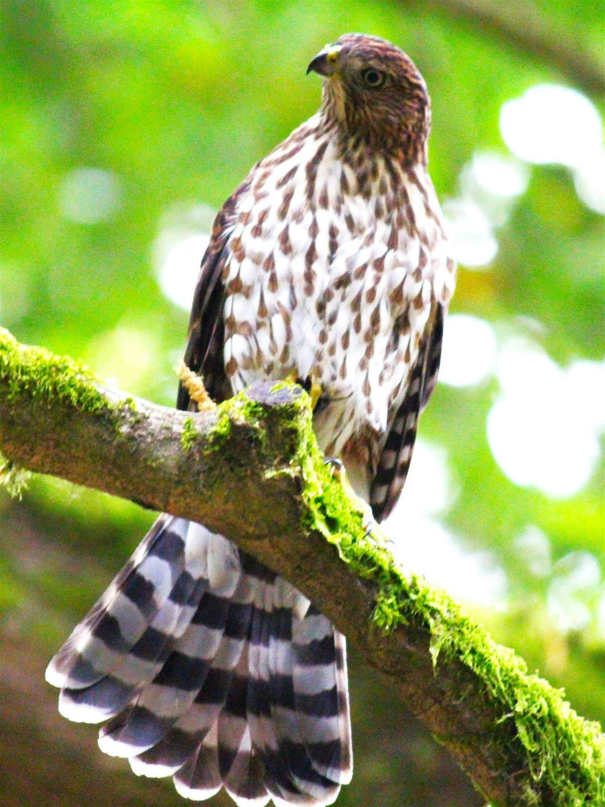 Chapungu Sculpture Park: Guided Bird Walk