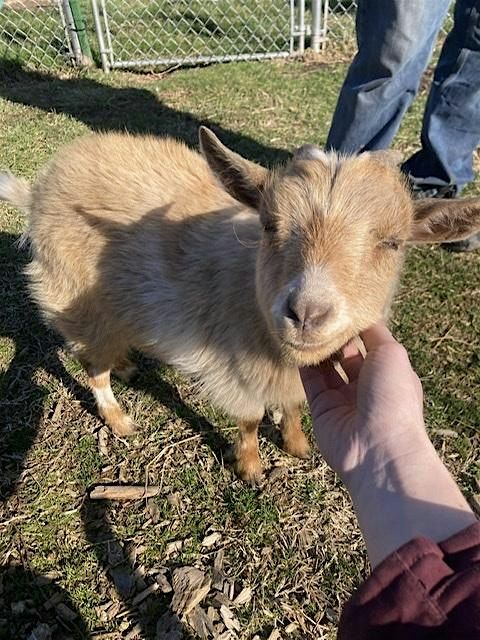 Backyard Goats 101