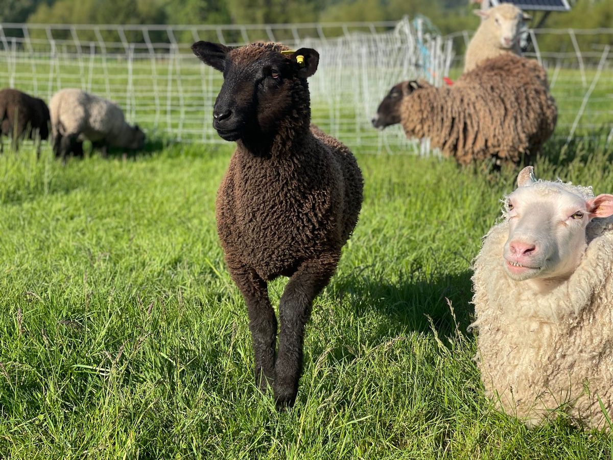 Rotational Grazing Workshop