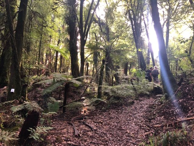 Kaimai Volunteer Trapping Day