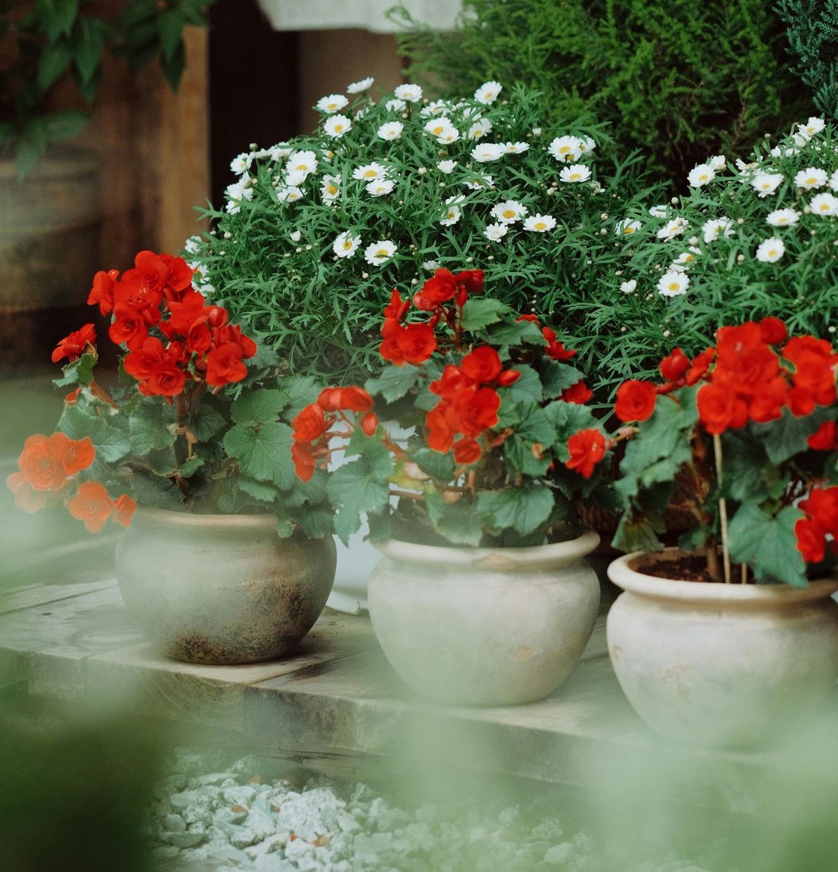 Container Gardening