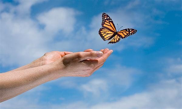 Butterfly Release Party