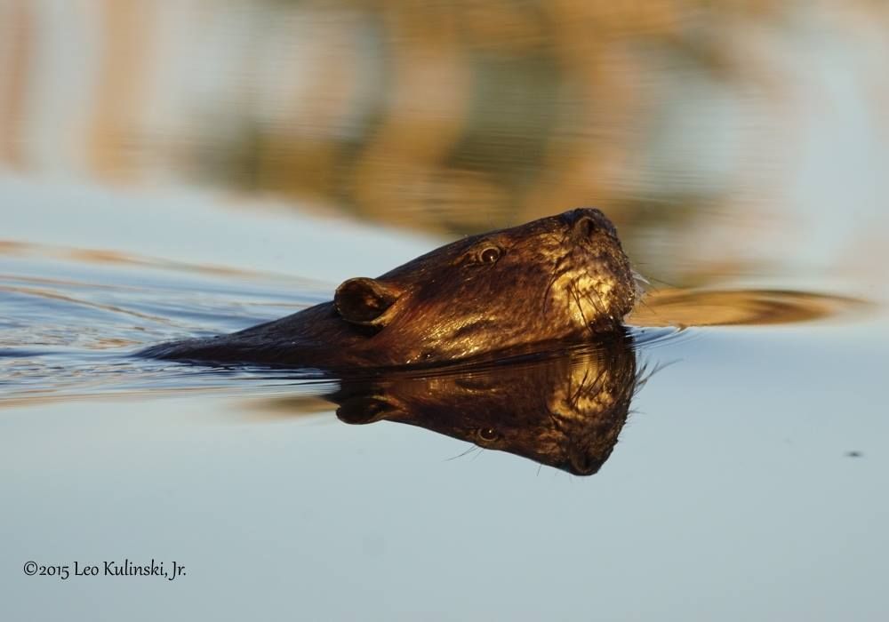 Beaver Fever, Talk and Walk