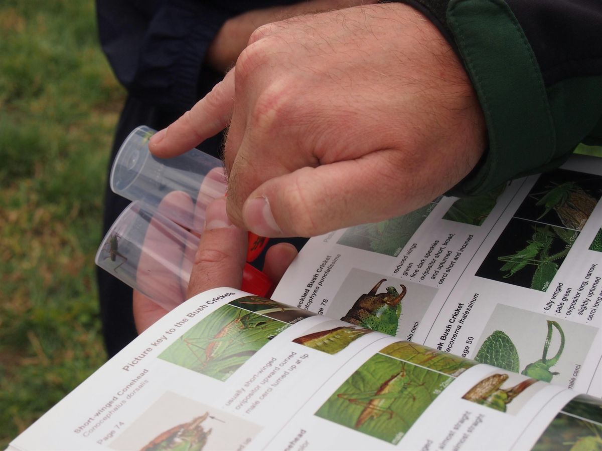 Grasshopper & Cricket Survey in the Heart of England Forest - BioBlitz 2024