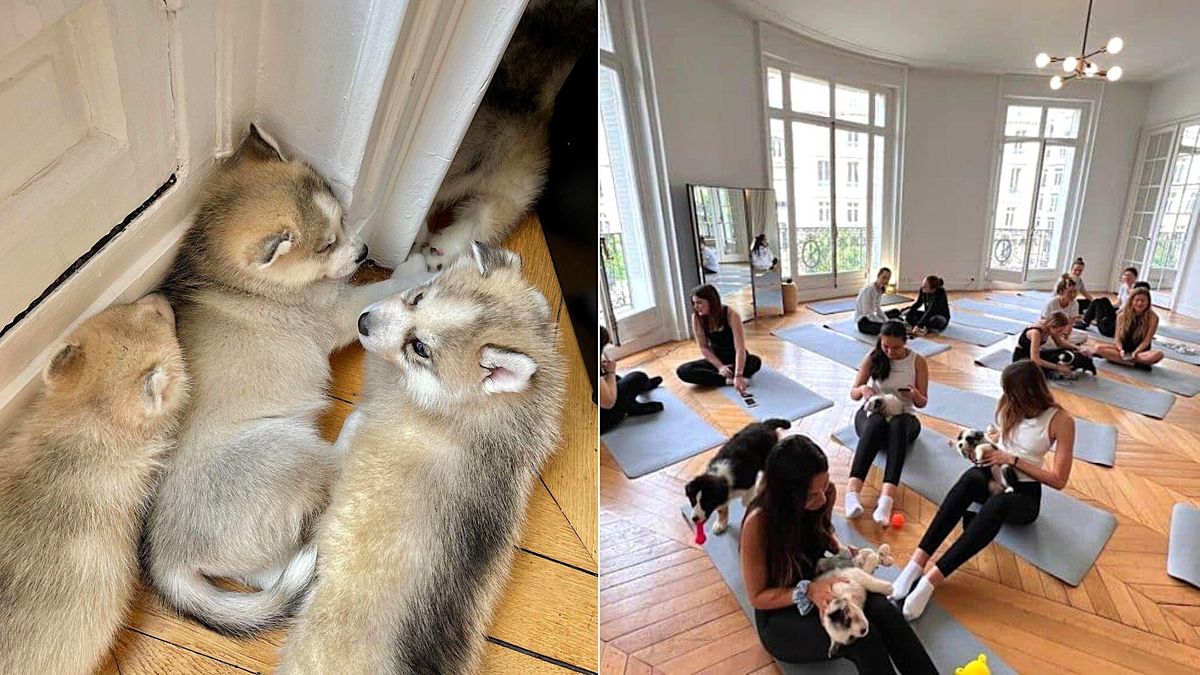 Puppy Yoga