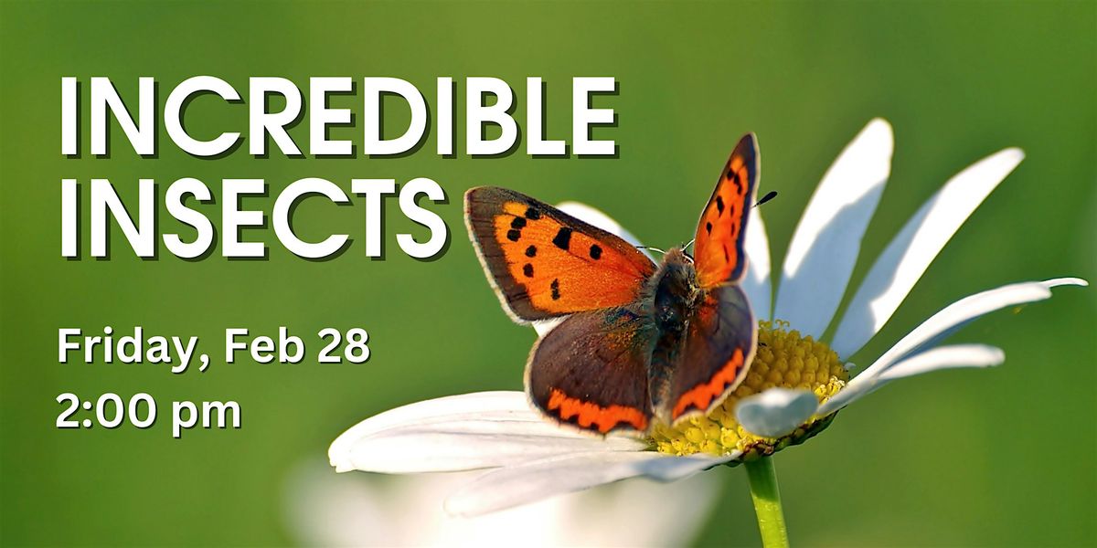 Incredible Insects - Family Program