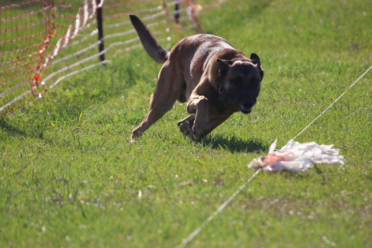 Fort Worth German Shepherd Dog Club - All Breed AKC FastCAT 