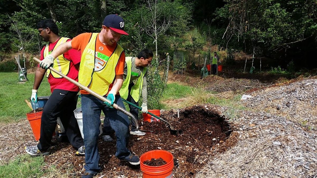 Tree Care at Takoma Recreation Center