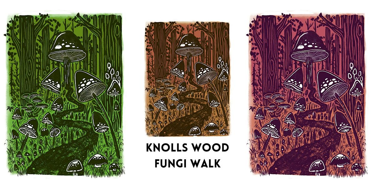 Guided fungi walk - Knolls Wood