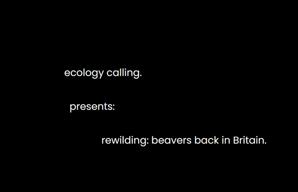 rewilding: beavers back in Britain.