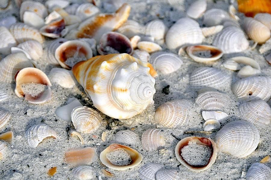 Hot Spots for Florida Shell Collecting