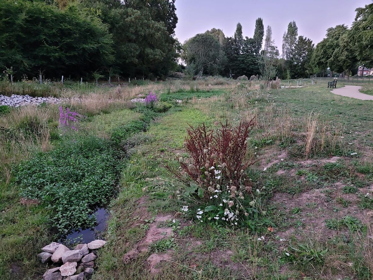 Wellbeing Wildlife Walk - Valley Road Park and Water Meadow