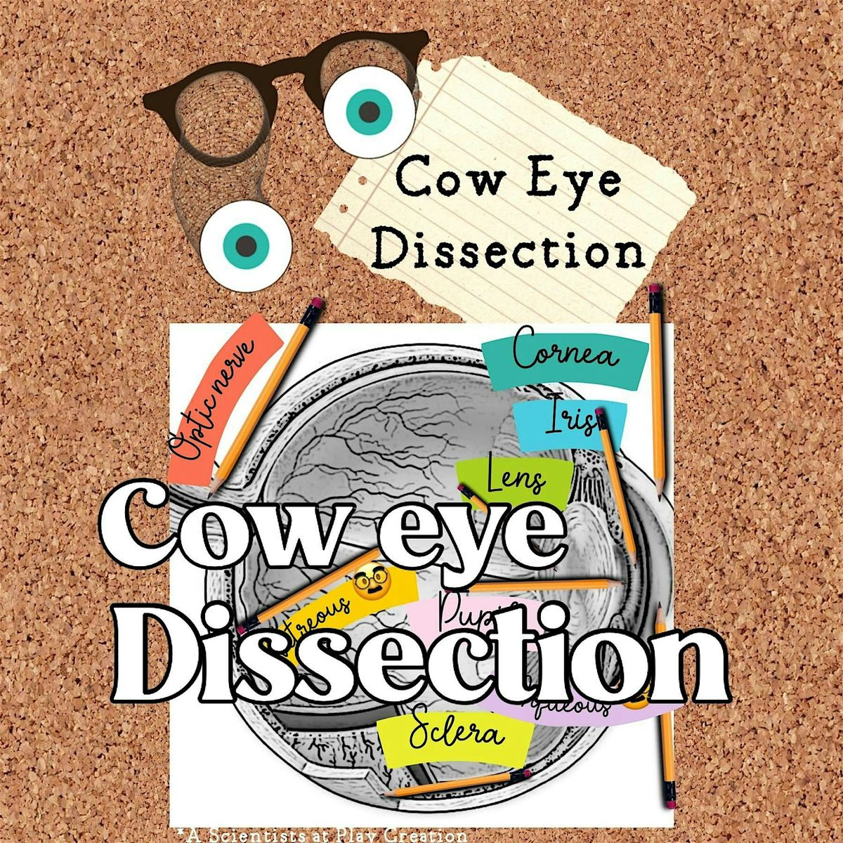 Small Batch Science: Cow Eye Dissection