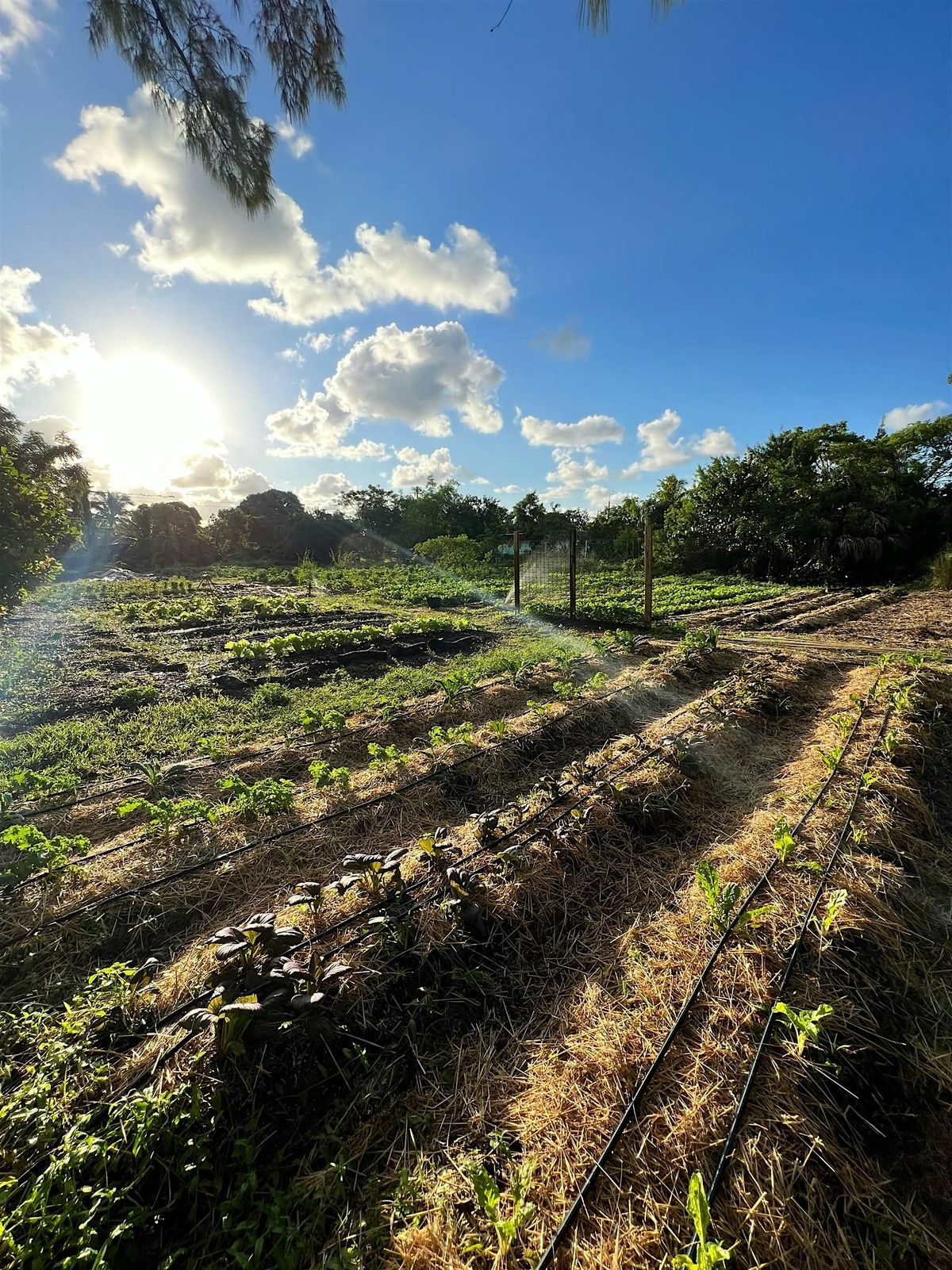 Fruit Tree Planting at The Fruitful Field