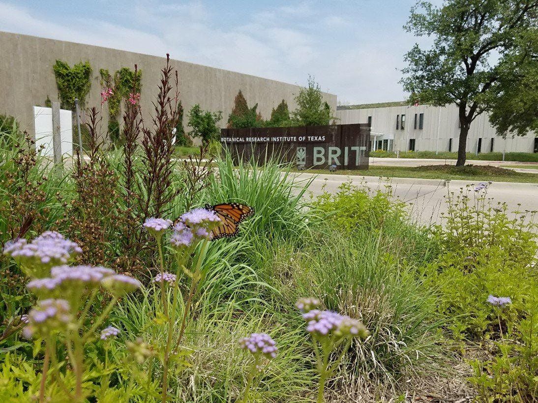 BRIT Family Education: Bioswales and Rain Gardens