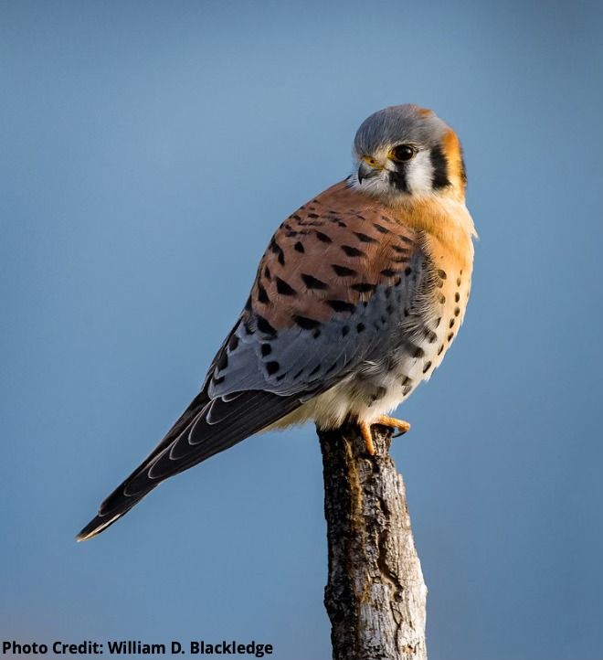 Kestrel Nesting Box Program