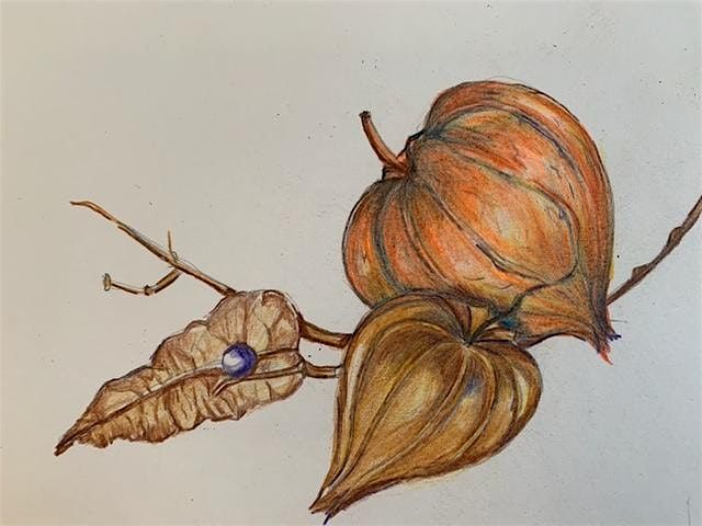 Nature Drawing at Blithewold: Non-Member Single Classes