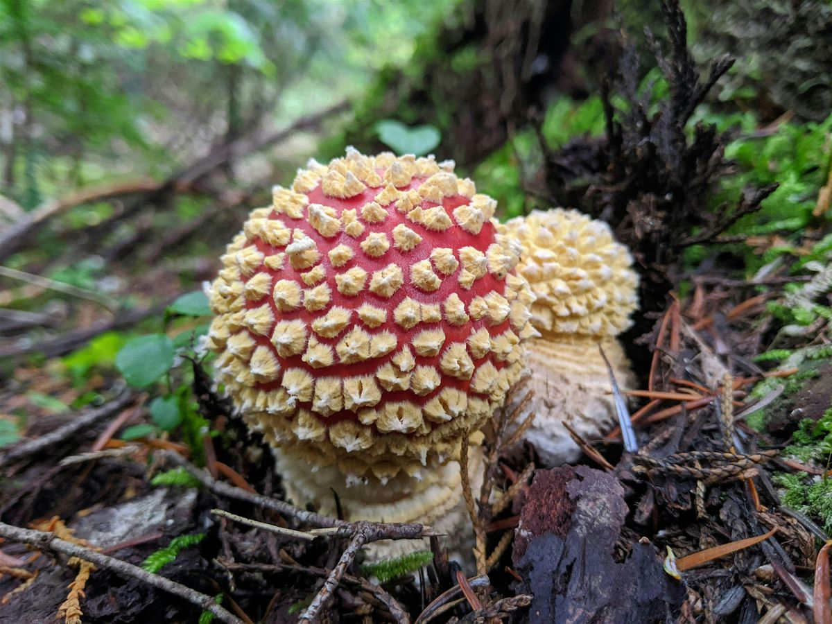 Mushroom Walk