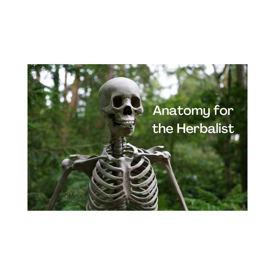 Anatomy for the Herbalist Series