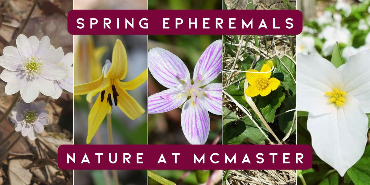 Educational Hike: Discovering Spring Ephemerals at McMaster Forest