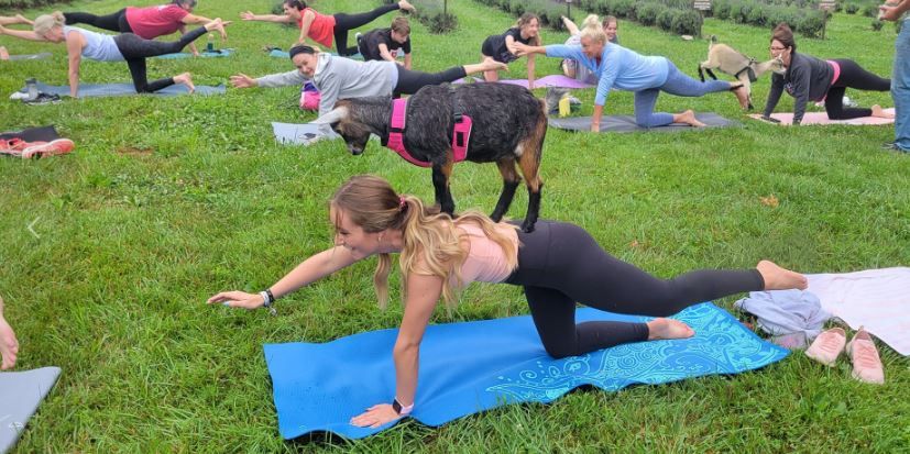 Goat Yoga by the Pond