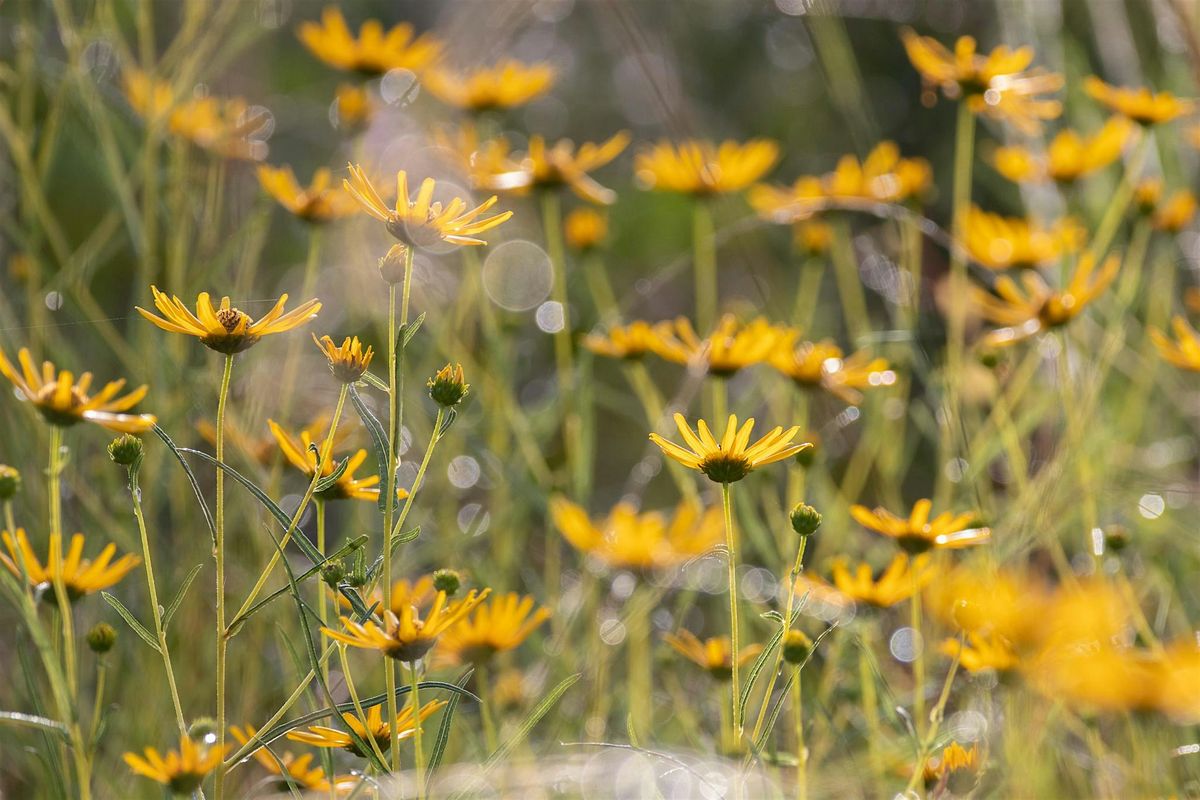 How to Start a Backyard Revolution