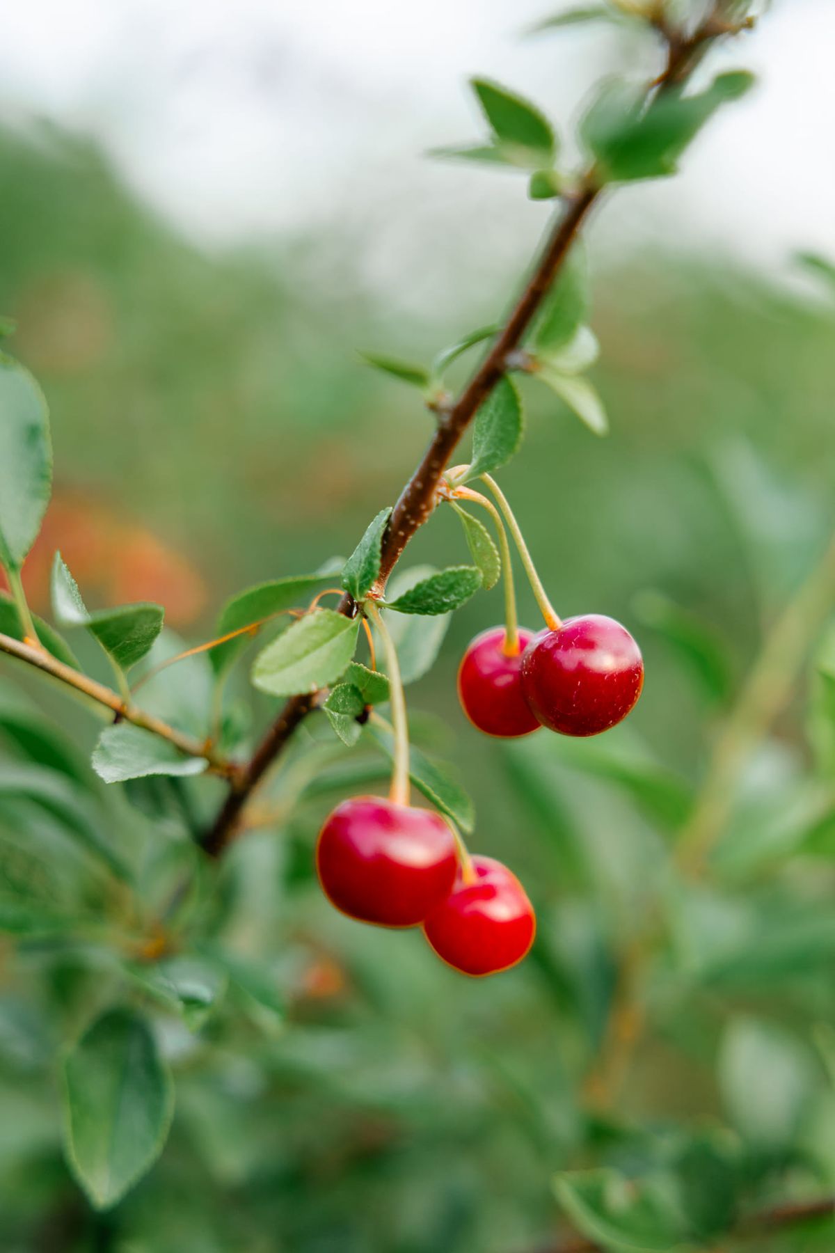 Opening Day Limited U-Pick Tart Cherries