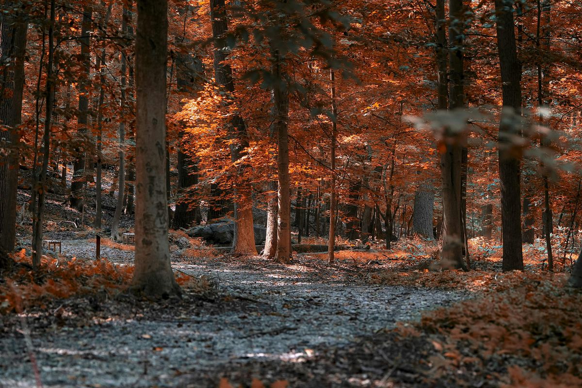 Forest Bathing November Workshop