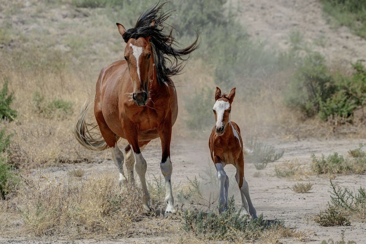 Spirit of Nevada: An Evening in Celebration of Wild Horses