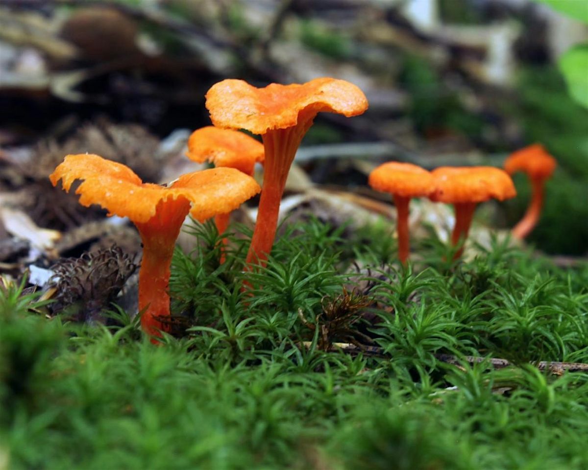 Philadelphia Mycology Walk