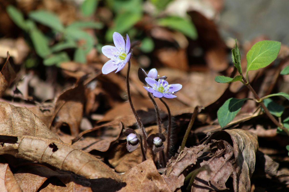 Woodland Treasures