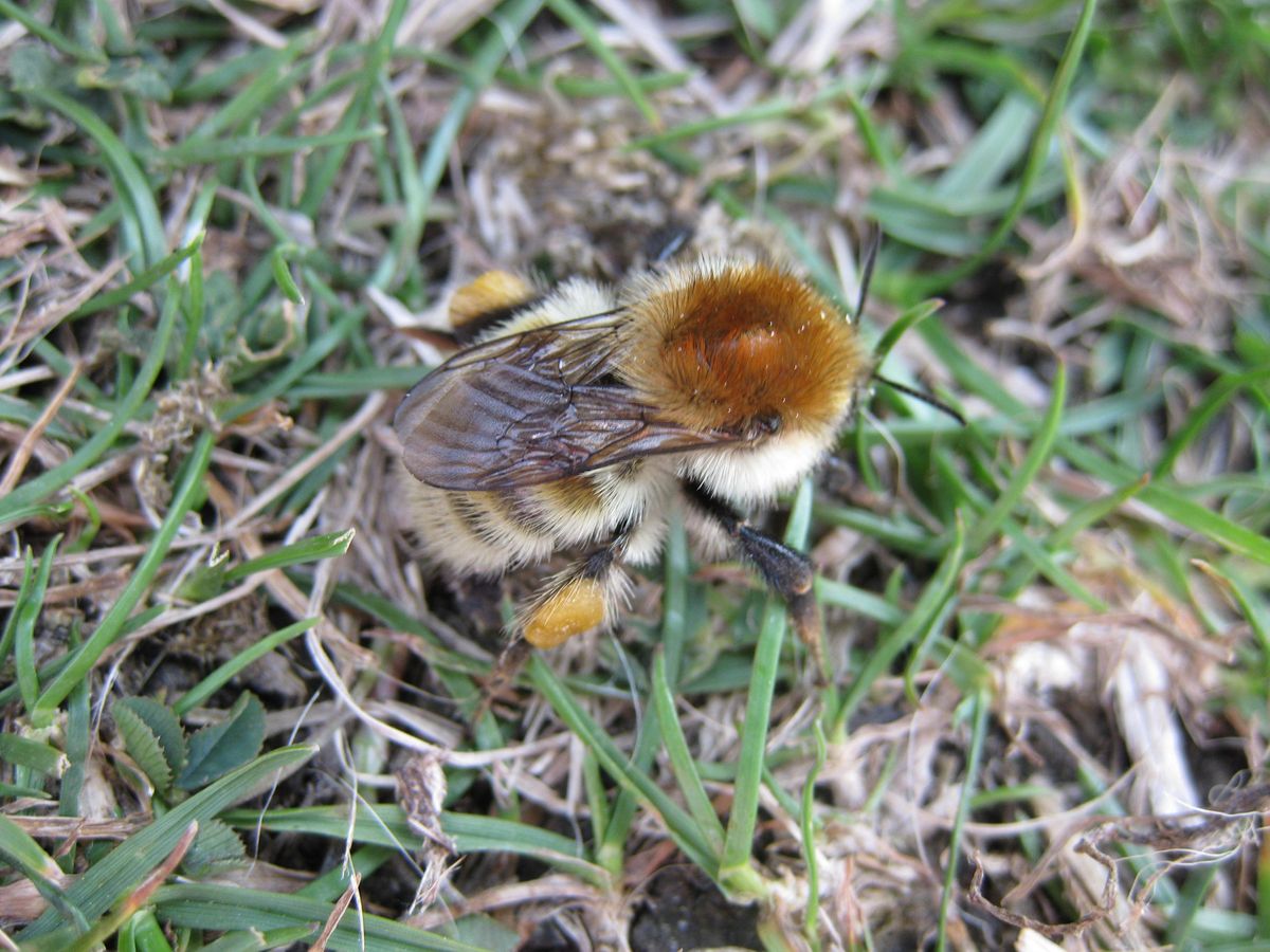 Ecology of Bumblebees and their Identification for Intermediates