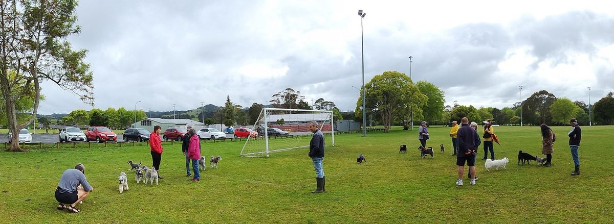 Whangarei Schnauzers Meet