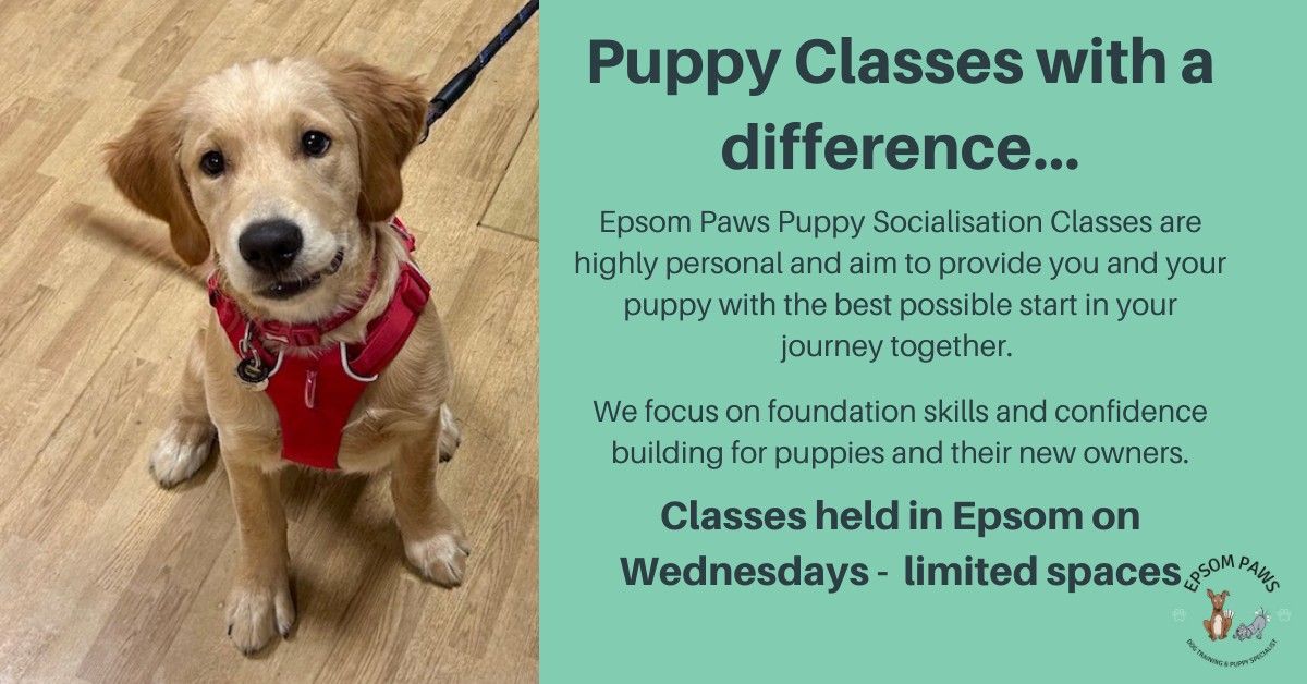 Epsom Paws Puppy Socialisation Classes - January