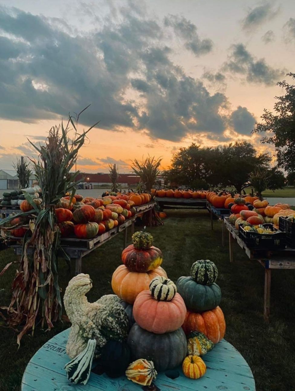 Pumpkin & Gourd Wagon + Birdie's OS on the Go food truck! 