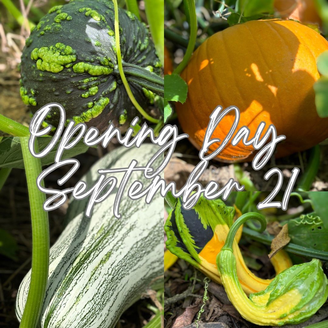 Opening Day at the Pumpkin Patch 