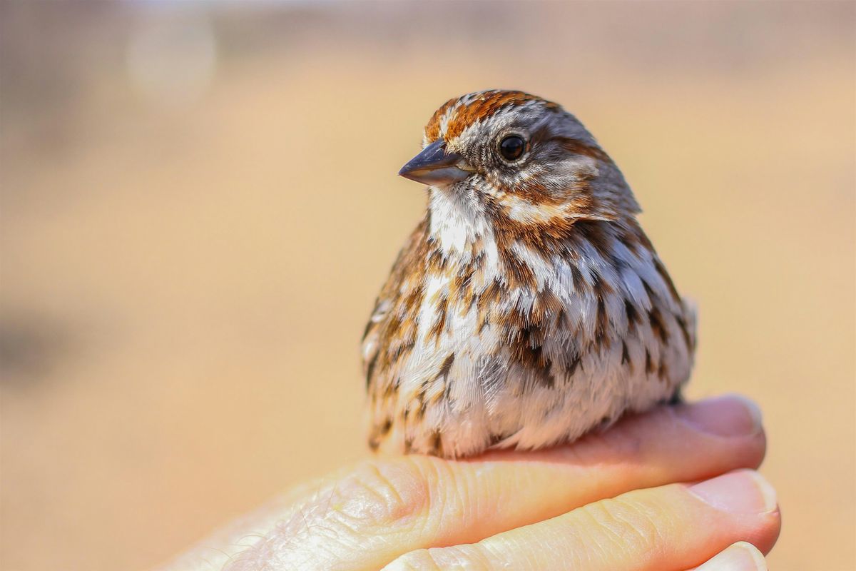 Fall 2024 Songbird Banding at the Diane Moore Nature Center