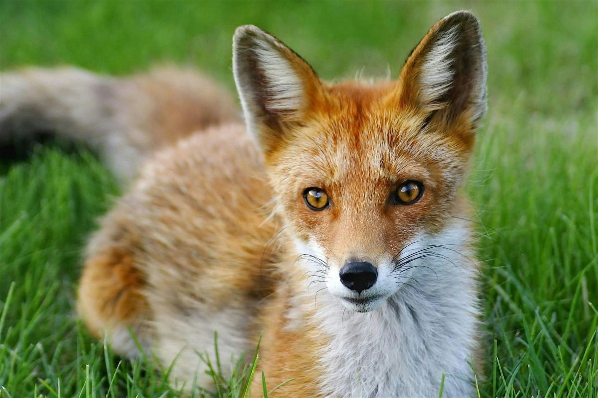 Crystals & Critters Series: Fox & Aragonite Class & Meditation