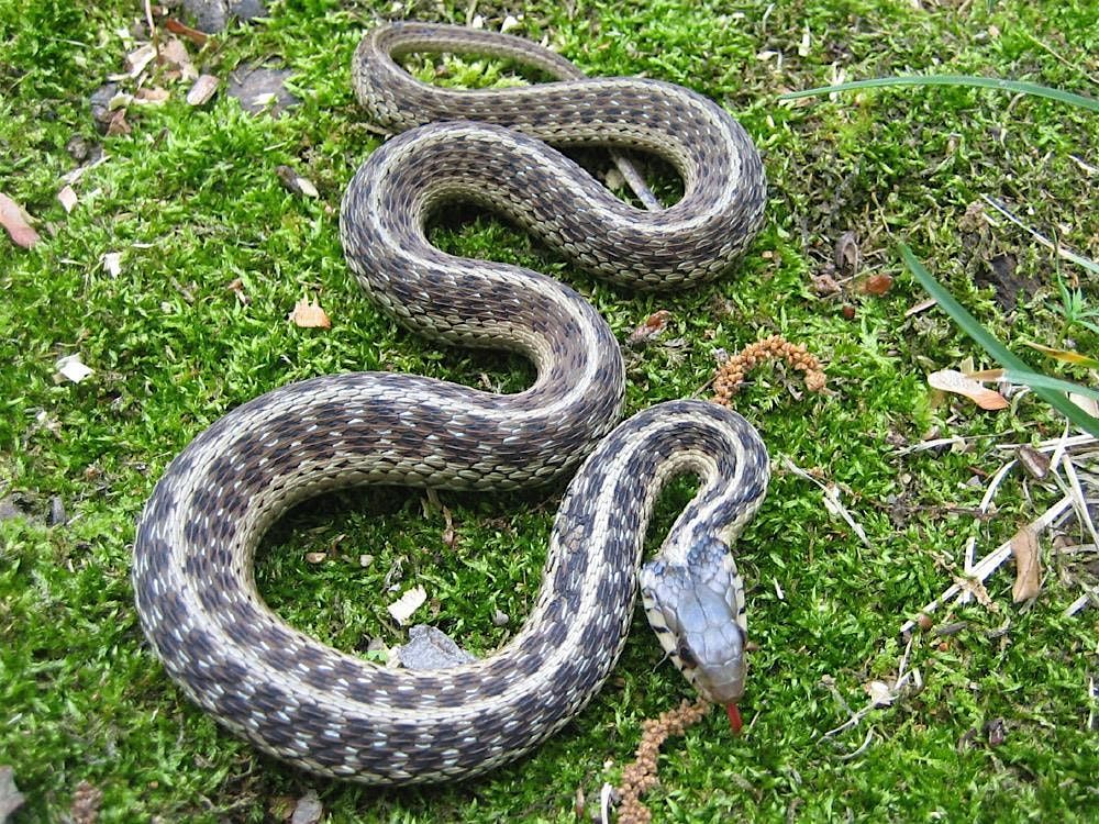 Native Snakes of Florida