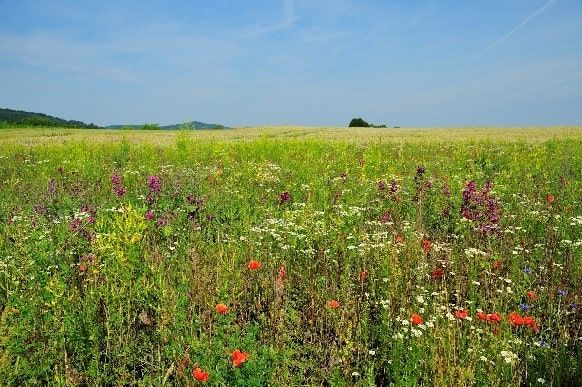 Blumenwiese anlegen leicht gemacht