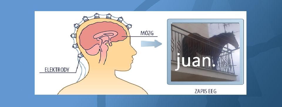 V Spotkanie Sekcji Neuroanatomii - spotkanie warsztatowe nt. EEG