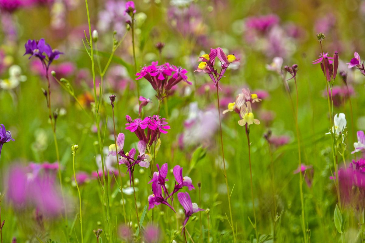 Wildflower Walk