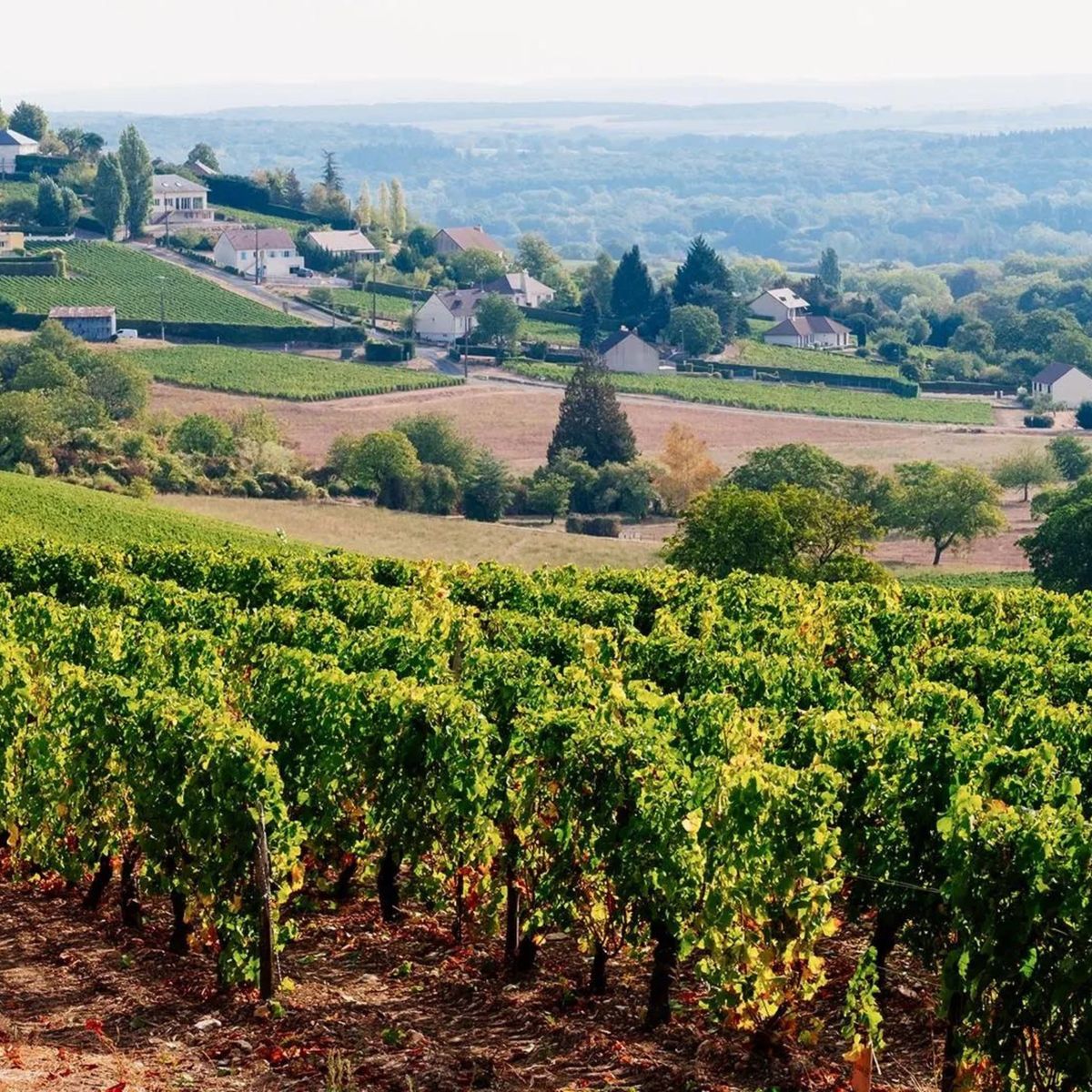 French Wine Dinner - Exploring the Loire Valley | 10\/17